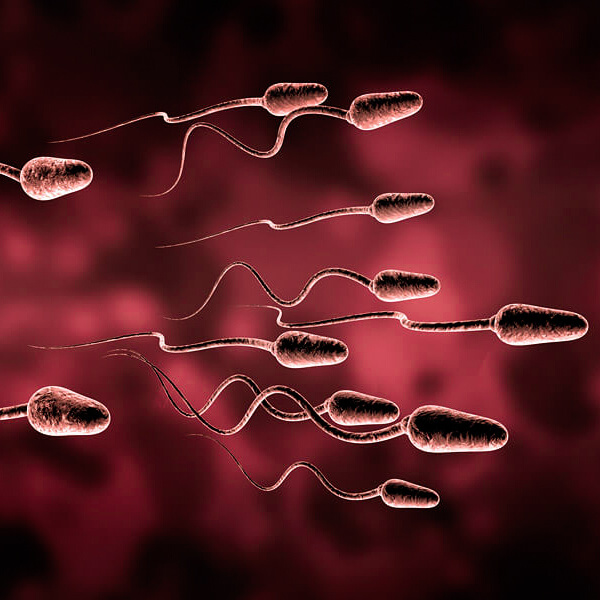 Спермограмма | Врач репродуктолог Малышева В.А.